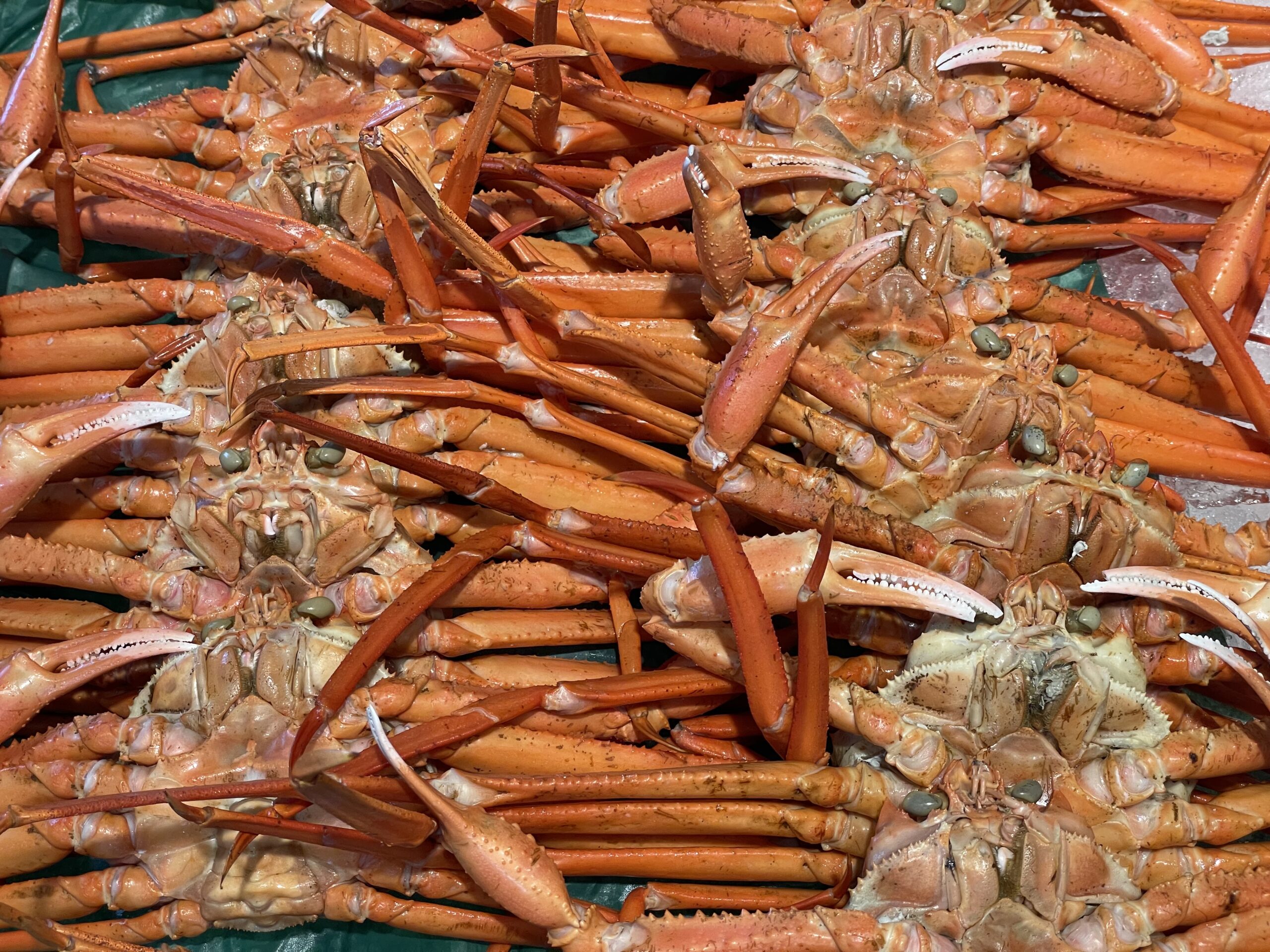 紅ズワイガニ🦀 | 【公式】赤碕町漁協直売センター／あかさき亭