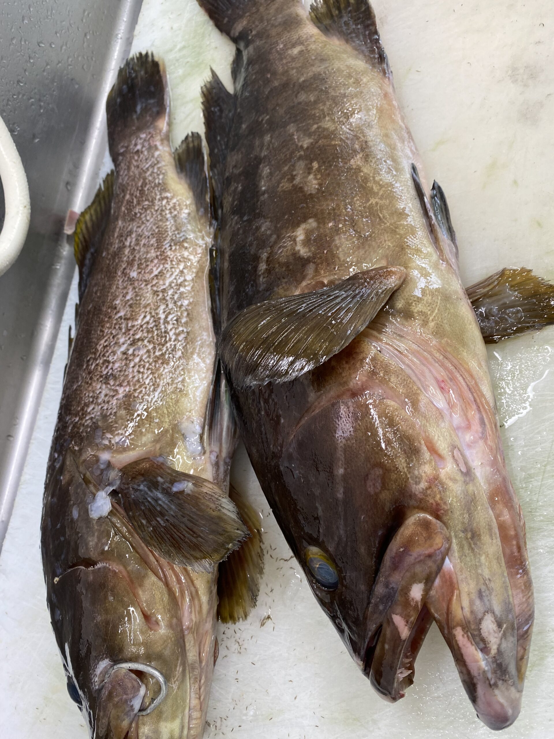 白身魚ページ IMG_7761-scaled.jpeg